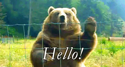 Bear waving